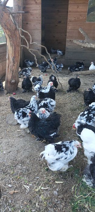 Kochin miniaturowy różne kolory