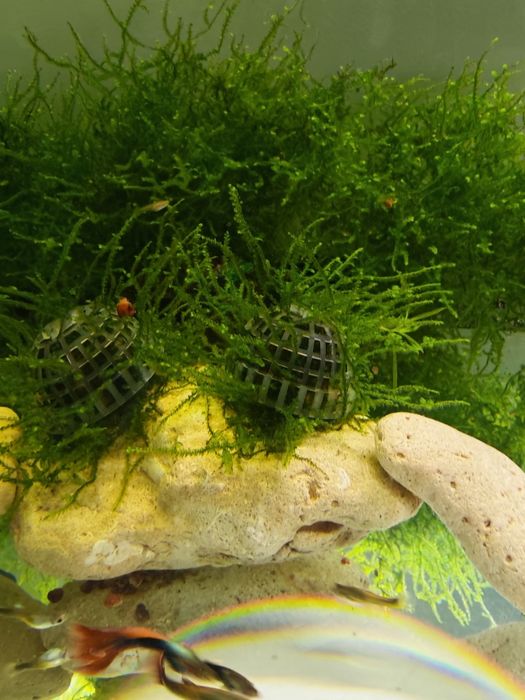 Musgo de Aquário (Java Moss / Musgo de Java) – Perfeito para Camarões e Alevins!