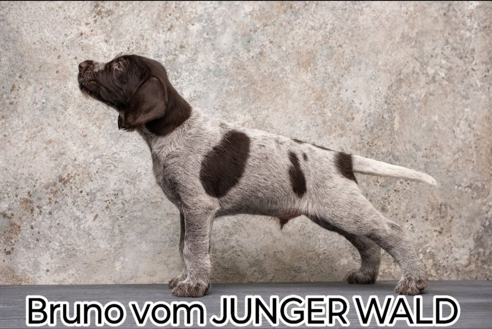 Бронювання цуценят німецького дратхаара з розплідника JUNGER WALD