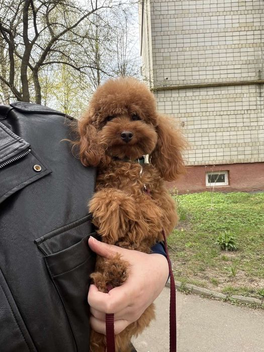 Хлопчик той пудель  запрошує дівчаток на в'язку