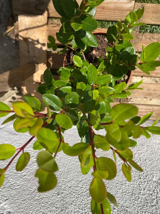 Metrosideros - planta ornamental