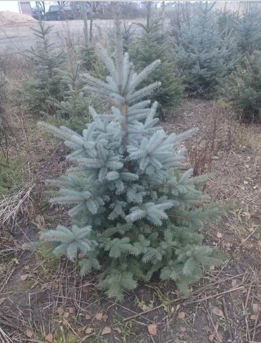 Srebrny świerk choinka z gruntu 60- 80- 100- 120cm