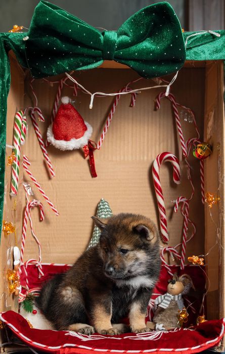 Цуценята рідкісної японської породи сікоку Дніпро