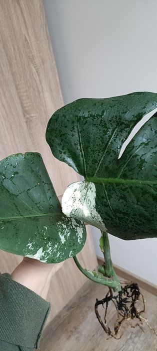 Monstera Jungle  Mint -cięty