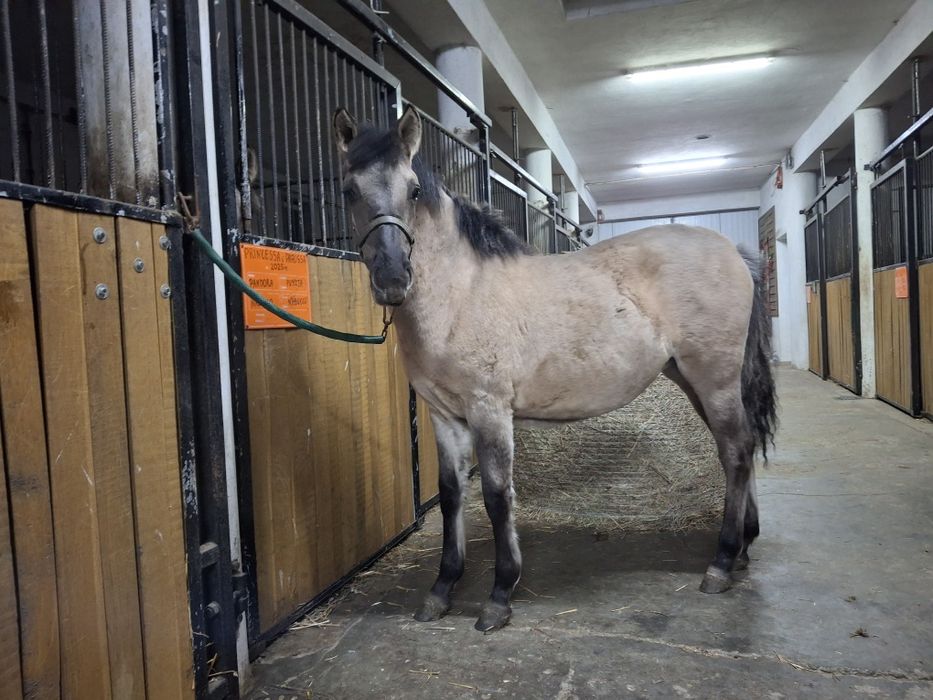 Koniki polskie roczniaki od hodowcy ogierek i klaczka