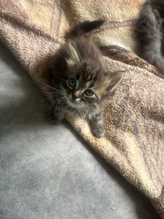 отдам котят в хорошие руки