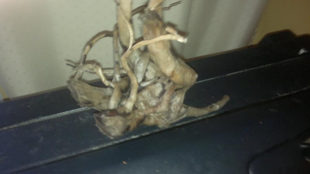 Sprzedam Korzen do akwarium