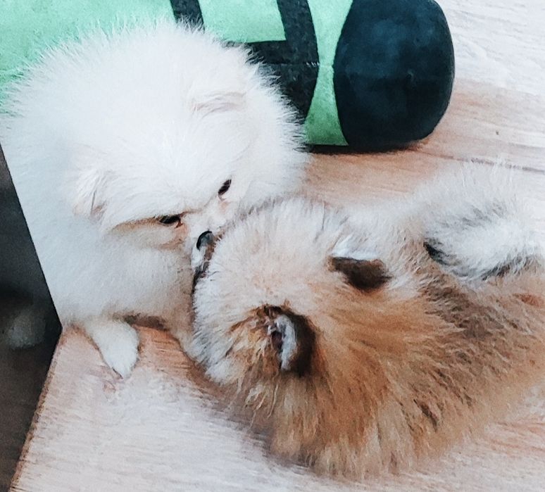 Запитуйте маю дівчинку та хлопчика   шпіц