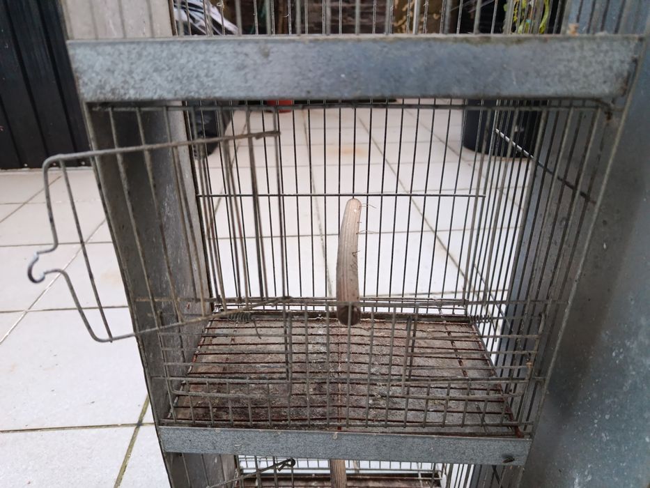 Vendo gaiola para canário ou pintassilgo