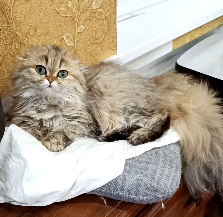 Девочка золотая шиншилла фолд