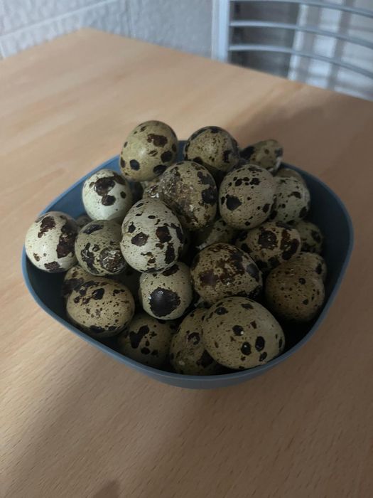 Ovos de codorniz