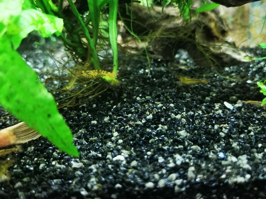 Caridinas orange tiger