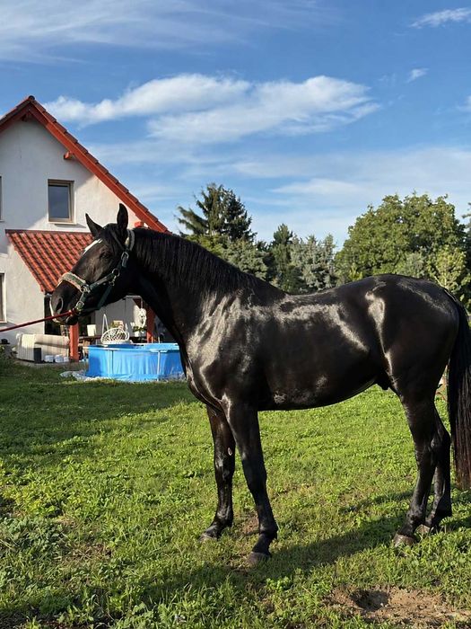 Kary ogier śląski