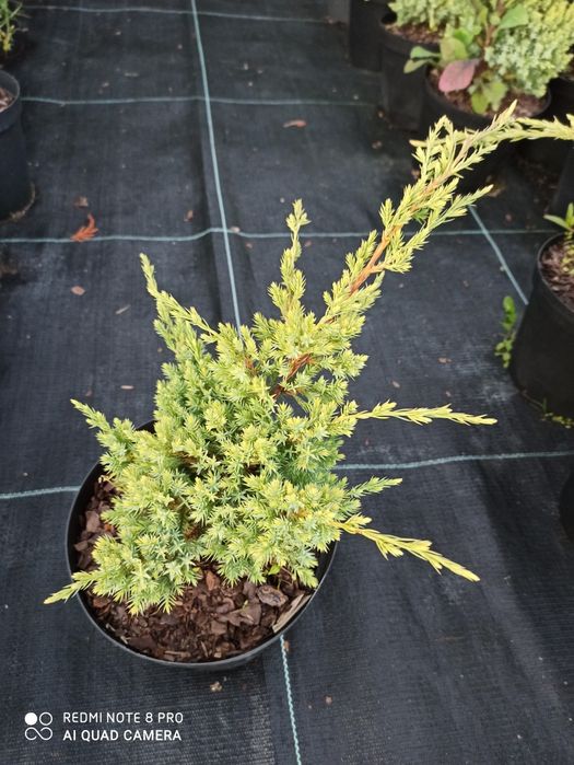 Thuja Jałowiec Cyprys cena od 11 zł