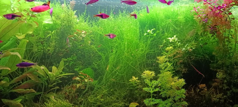 Rośliny z przycinki