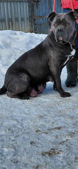 Cane corso suczka