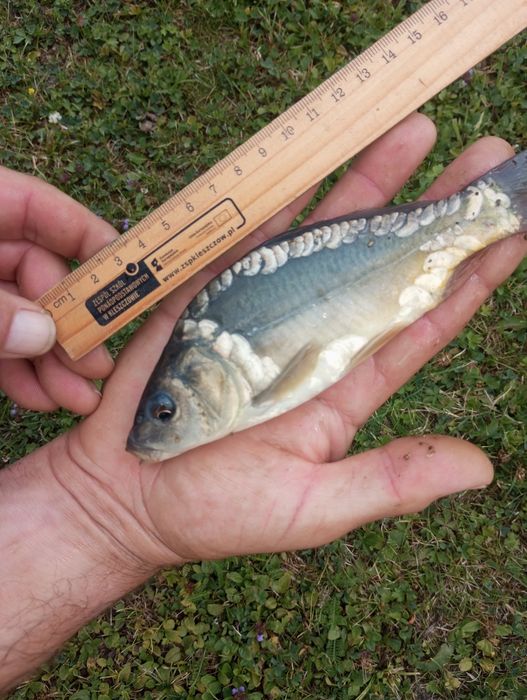 Karp karaś kroczek narybek karpia