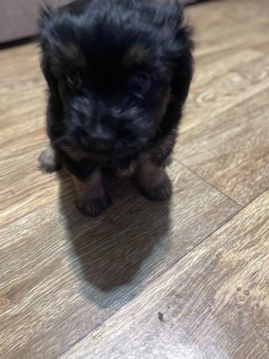 Віддамо у хороші руки двох собачок (хлопчик і дівчинка)