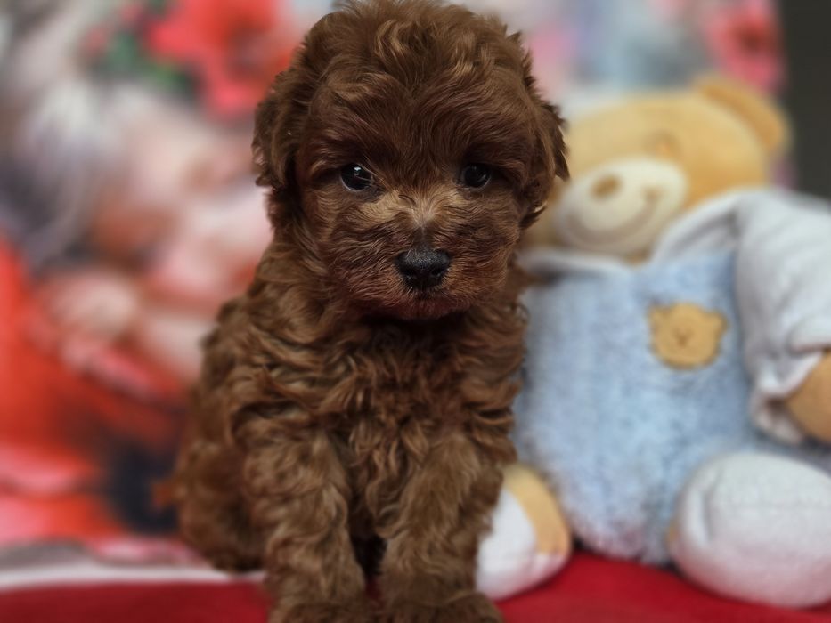 Cavapoo  szczeniaczek z certyfikatem