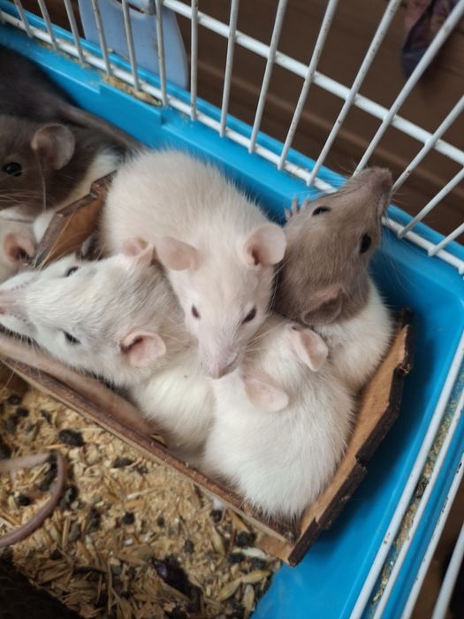 Щурики щур пацючки криски