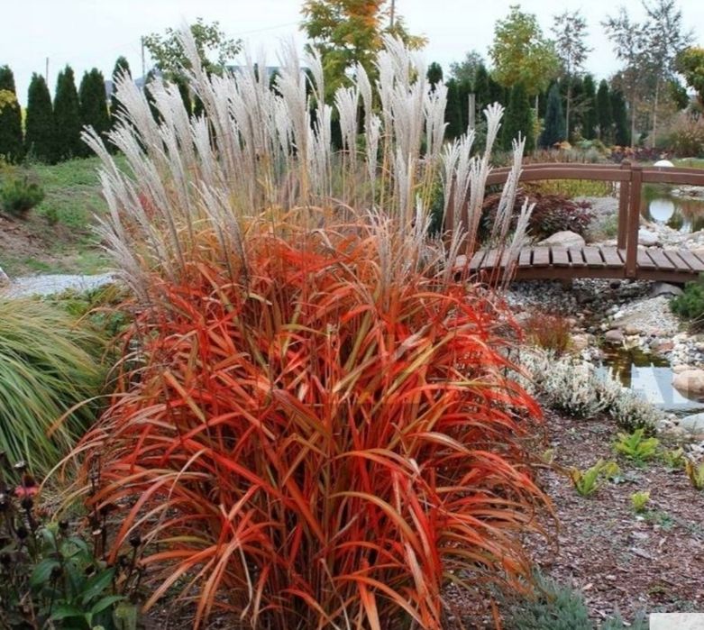 Trawa Miskant chiński Ghana