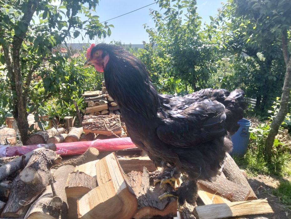 Galo de raça brahamas black