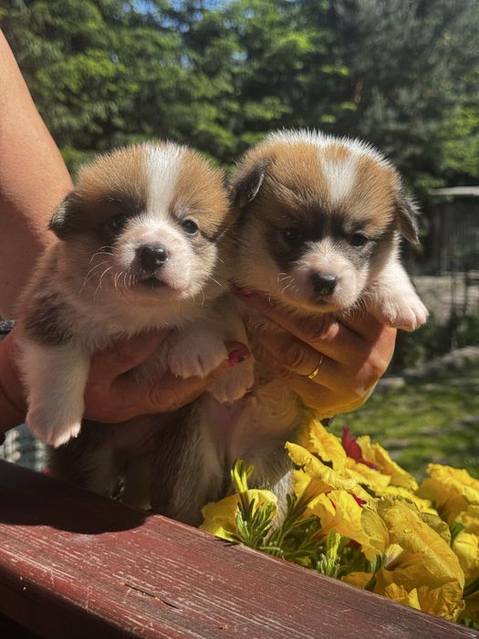 Welsh corgi pembroke - piekna suczka FCI