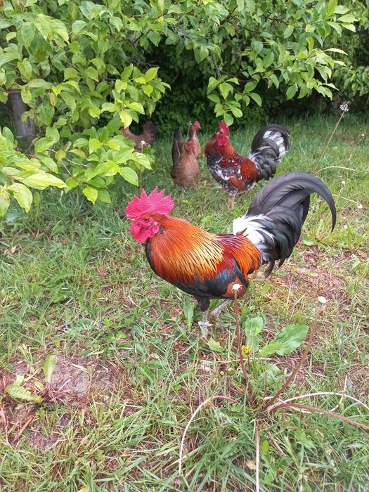 Karzełek polski kurki kury liliputki jaja jajka lęgowe