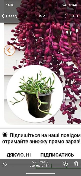 Сукулент хрестовнік роулі, отонна