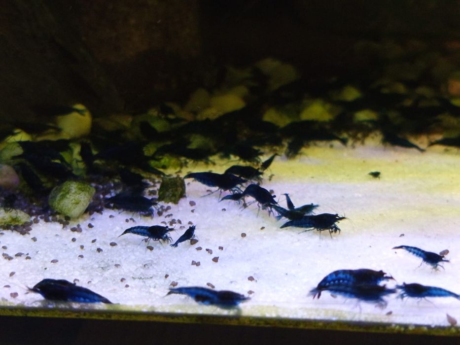 Krewetki / Krewetka Blue Velvet - Wysyłam