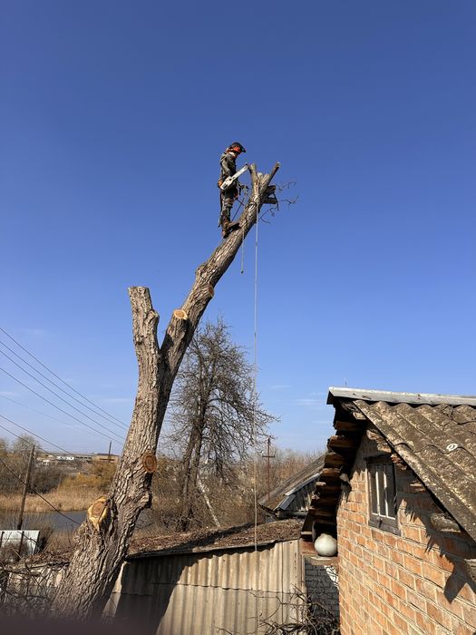 Спилить дерево, срезать дерево