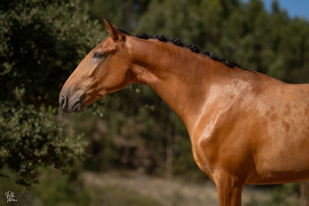 Egua letra R neta do viheste