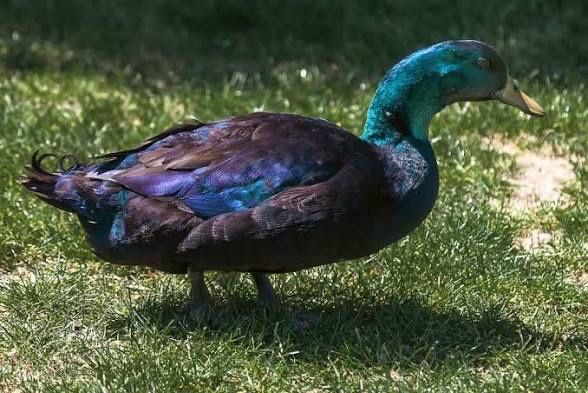 Troco macho cayuga, aceito propostas
