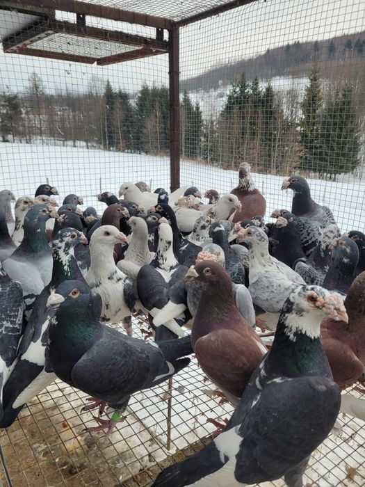 Gołębie staropolskie