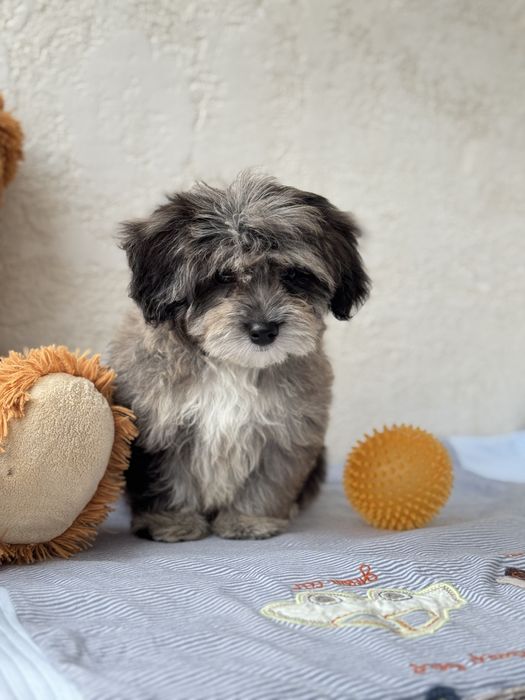 Мармуровий мальтіпу мерле екслюзив тікап дівчинка ред браун