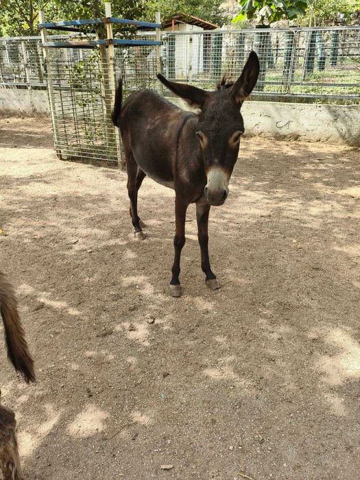 Burra pequena com filha de 5 meses