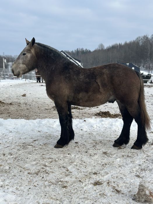 Ogier zimnokrwisty Herkules