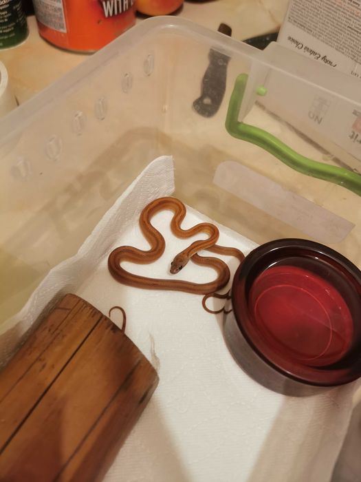 Wąż zbożowy - młode