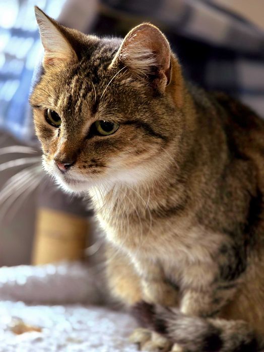 Piękna starsza kotka Zyta szuka domu. Adopcja, schronisko