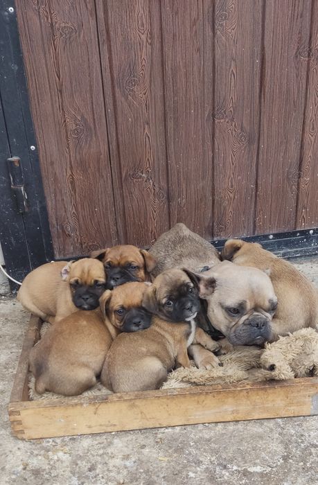 Цуценята французький бульдог