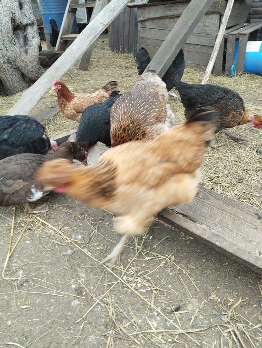 Продаю яйця інкубаційні