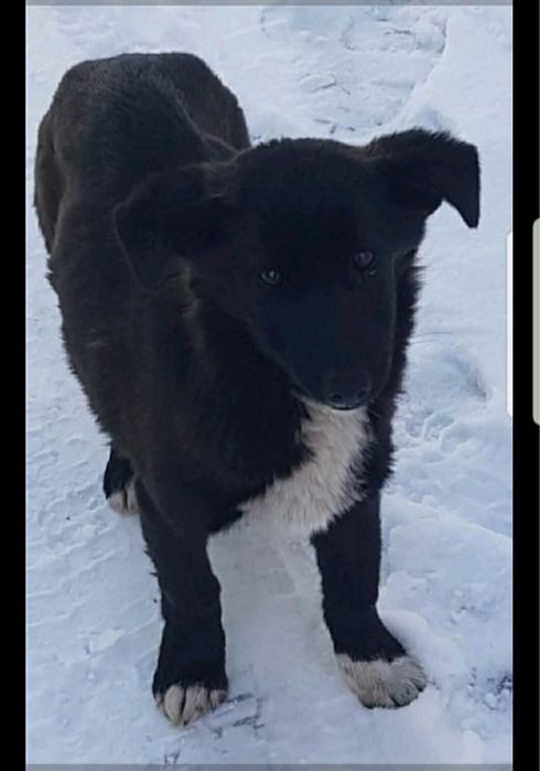 Цуценя шукає сімʼю