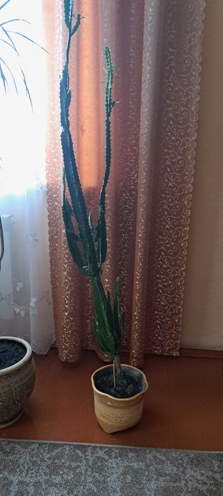 Еуфорбія тригона або молочай трикутний. Висота 155 см.