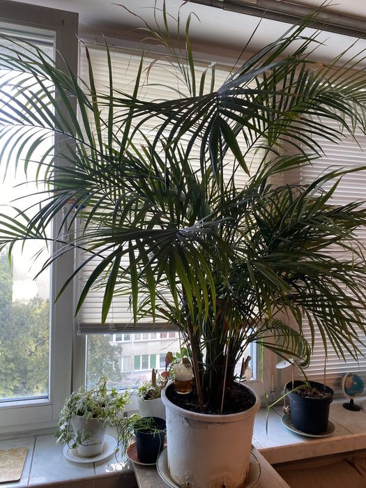 Bardzo Duża Palma Areca Areka