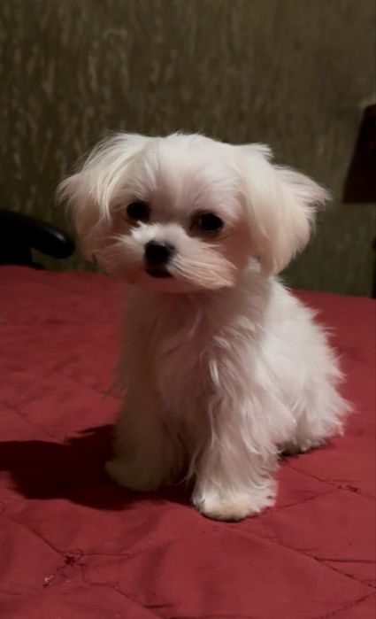 Щенок мальтийской болонки