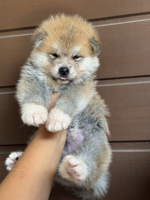 Akita Inu Japonês - Linha Argentina e Russa
