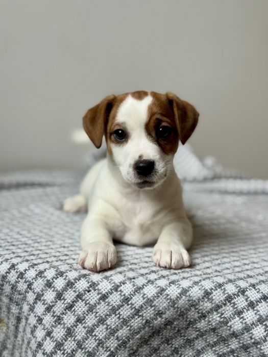 Дівчинка Джек Рассел КСУ |f216