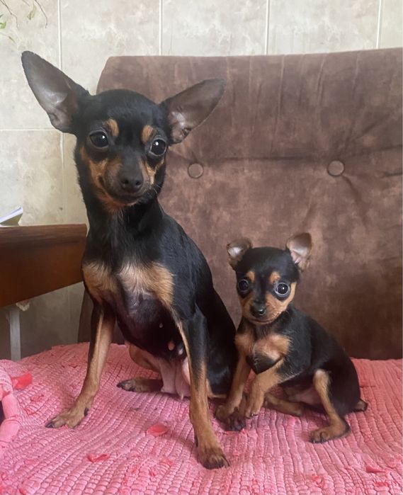 Хлопчик    тойчик