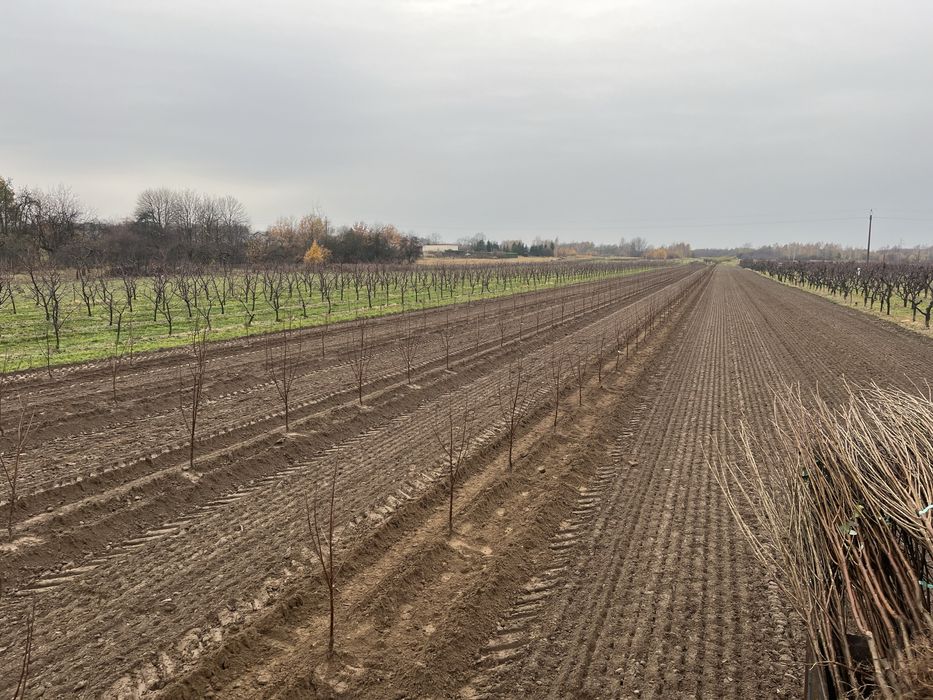 Zakladanie plantacji sadu Sadzenie drzewek jabłoni wiśni czereśni GPS