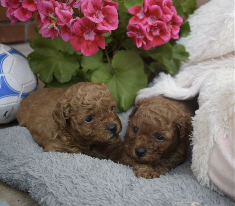 Maltipoo przepiękna dziewczynka